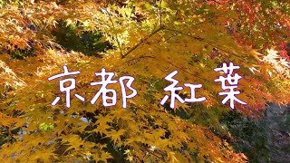 2020京都の紅葉🍁 紅葉名所5選 Autumn Leaves Kyoto