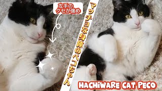 左手のクセ強めなハチワレ猫ペコちゃん【cat body is muscular】#ハチワレ猫　#猫動画　#保護猫　【猫好きさん専用マッタリ猫動画】