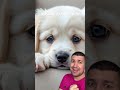 subscribe if you love puppies ❤️ shorts funny comedy viralvideo puppy