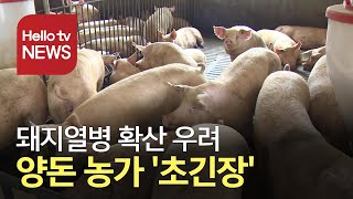 파주 돼지열병 확산 우려...경기 북부 양돈농가 ′초긴장′