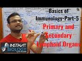 Basics of Immunology Part 5: Complete lecture on Primary and Secondary Lymphoid Organs