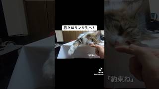 ごめんね〜寝ているのにちょっかいを出したくなってしまう猫  #猫 #cat #ノルウェージャンフォレストキャット  https://youtu.be/oTt9OyZiM_Q