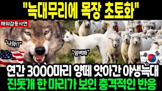 [감동실화] 3000마리의 양을 지킨 한국 진돗개, 캔자스에서 일어난 기적