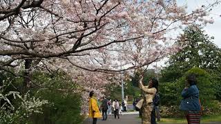 東京お花見散歩　国立劇場の桜　2018.3.24  Sakura