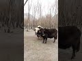 Yak and Cow romance #shorts