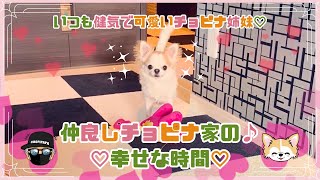 【チワワ】仲良しチョピナ家の♪いつも健気で可愛いチョピナ姉妹♡優しい気持ちで溢れる♡幸せな時間♡