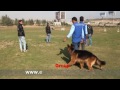 eastwind training dog name botchi course b.h