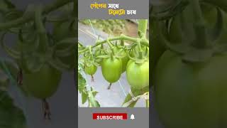 পেঁপের সাথে টমেটো চাষ | এগ্রো ওয়ান গ্লোবাল লিমিটেড