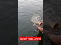 Mancing Cirata terbaru 2023 || Badot Emas #shortvideo #shorts #short