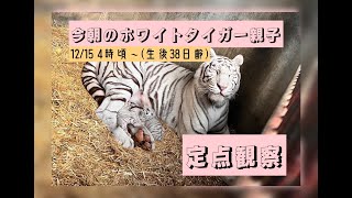 12/15 【朝のホワイトタイガー親子　定点観察】東武動物公園　公式YouTubeチャンネル