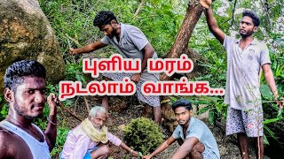 நாங்கள் நடவு செய்த புளிய மரக்கன்றுகள் |Tamarind tree planting #tamarindtree #புளியமரம் #puliyamaram