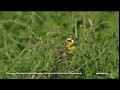 dickcissel