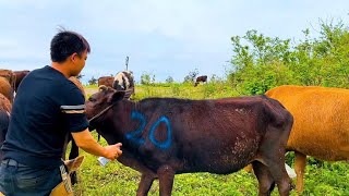 牛太多了怕难以辨认拿瓶油漆篇上号，不知道下雨会不会掉落？