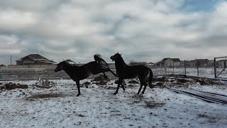 Третья встреча. 09.02.25. Адыгэш. Adiga horses. Лошади.