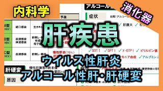 【消化器疾患④】肝疾患（ウイルス性肝炎・アルコール性肝炎・肝硬変）【理学療法士・作業療法士】