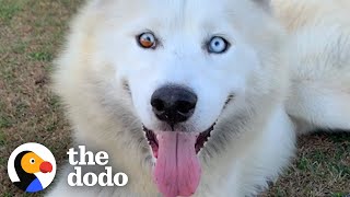 Woman Rushes To Rescue An "Aggressive" Husky With An Hour Left To Live | The Dodo Foster Diaries