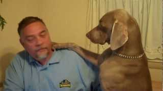 Don't Ignore a Weimaraner - Funny!