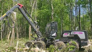 LOGSET 6HP harvesting aspen tree forest. Only hard work 🤠