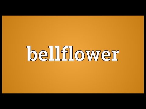 What does Bellflower symbolize?