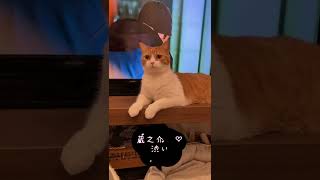 佐々木蔵之介の名前に反応する猫🐈　#shorts #ねこ #猫動画 #かわいい猫 #ねこのいる生活 #cat