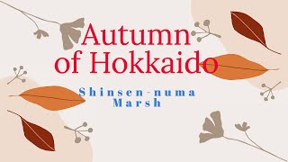 Shinsen-numa Marsh ( Most beautiful autumn leaves in Hokkaido)