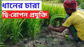 ধানের চারা দ্বি-রোপন প্রযুক্তি /Rice seedling double-planting technology#Mitrika_Tv#Dhan Chas