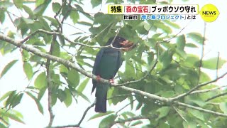 「森の宝石」ブッポウソウ守れ　広島･世羅町「青い鳥プロジェクト」とは