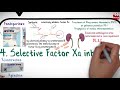 pharmacology cvs 24 anticoagulant drugs part 4 factor xa inhibitor fondaparinux rivaroxaban