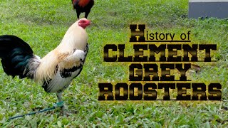 #clementgrey#hatchgrey History of CLEMENT GREY ROOSTER.