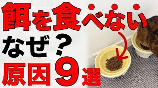 【危険な兆候】猫の食欲不振に要注意！餌を食べない原因9選【前編】