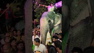 സാധു വരുമ്പോൾ എന്താ ഓളി #shorts #elephant #kerala #thrissur #kunnamkulam #thechikkottukavu