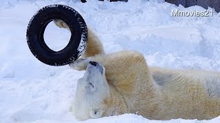 タイヤくるくる遊び~Polar Bear \