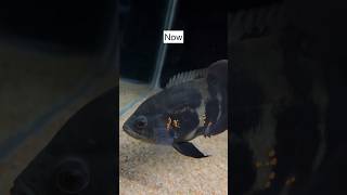 Oscar Fish Growth Update