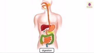 Digestion Process In Human Body Explained Through Animation | Science Grade 4 | Periwinkle