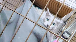 【猫動画】ハンモックと戦うロシアンブルー【russianblue】Russian blue fighting hammocks