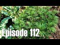 Earliest Signs of Flowering - Episode 112