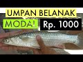 UMPAN JITU MANCING IKAN BELANAK || MODAL Rp. 1000