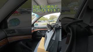 愛猫(ロッシ)とドライブ#Shorts