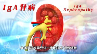 IgA肾病  IgA Nephropathy  Berger病