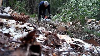 René bois de chauffage 2