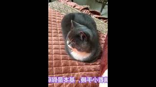 最完整的猫咪各种睡姿含义，你家猫咪中了几条 #000