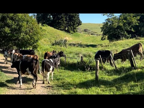 Cows Needed Shifting, Bulls Out Of The Heifers, Greasing The Irrigator ...