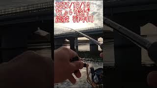 マハゼ＠能登・羽咋川河口2023/10/14 #ちょい投げ釣り #キス釣り #石川県