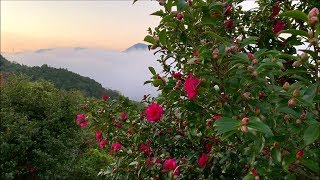 2018　11/18　肱川あらしの発生　～肱川あらし展望公園～