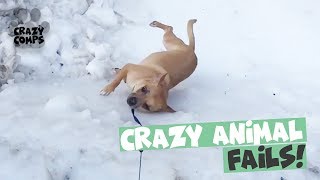 Funny Animal Fail Compilation 2018 - Animals Falling Over 😂😂😂