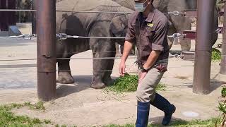 【🐘赤ちゃんぞう✨アルン】お食事タイム😋アルンくんの様子②📆2022年5月25日