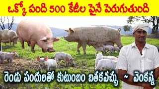 సీమ పందుల పెంపకంతో అధిక ఆదాయం | Pig Farming | Pork Farming | AgriTech Telugu