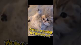 かわいいネコの動画見て癒されて#shorts #cat #cute#猫