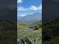 View of the tea mountains worth the whole trip #tea #mountains #oolong #jessesteahouse #taiwan