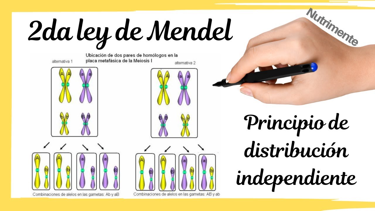 Introducir 93+ Imagen Qué Dice La Segunda Ley De Mendel - Abzlocal.mx